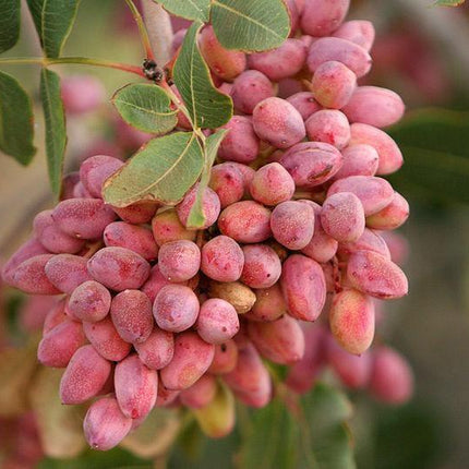 pistachios tree 5 pcs seeds for home garden 5 Pistachio Tree Seeds – Seed World