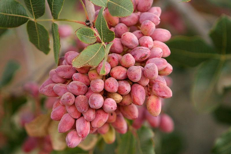 5 Pistachio Tree Seeds - Seed World