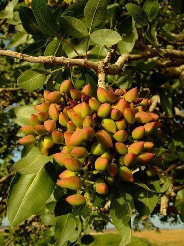 5 Pistachio Tree Seeds - Seed World
