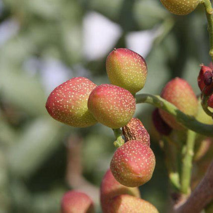 5 Pistachio Tree Seeds - Seed World