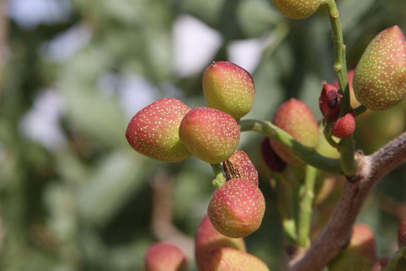 pistachios seeds to plant 5 Pistachio Tree Seeds – Seed World