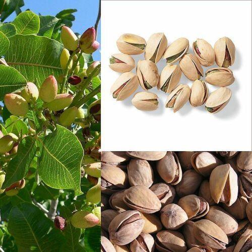 5 Pistachio Tree Seeds – Seed World