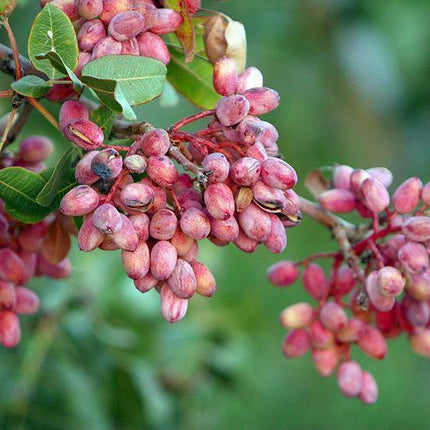 5 Pistachio Tree Seeds - Seed World