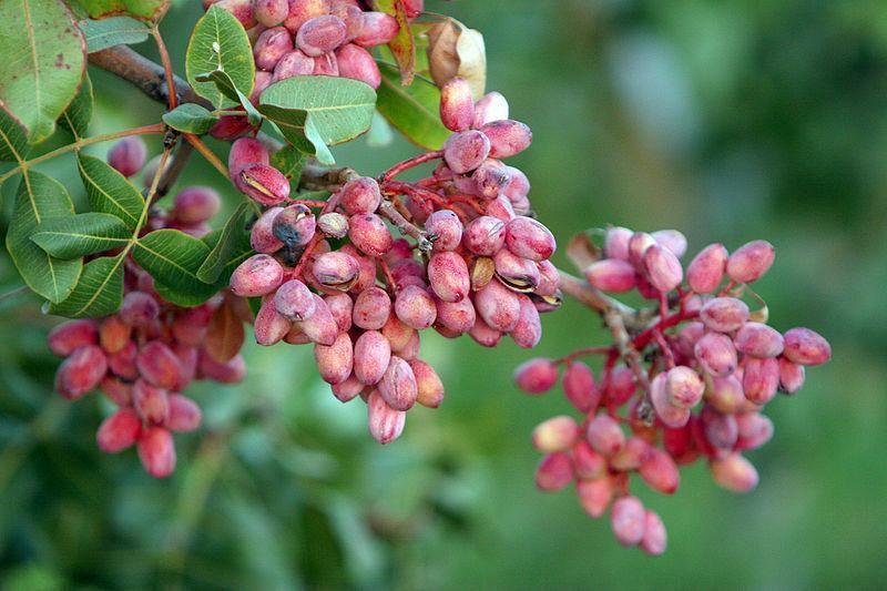 5 Pistachio Tree Seeds - Seed World