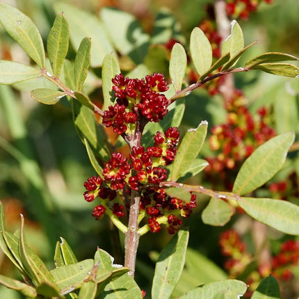 5 Pistachio Tree Seeds - Seed World