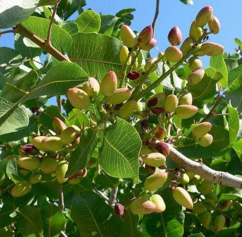 pista plant 5 Pistachio Tree Seeds – Seed World
