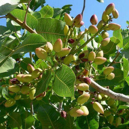 5 Pistachio Tree Seeds - Seed World