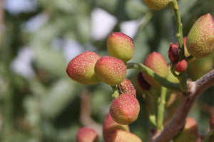 5 Pistachio Tree Seeds - Seed World