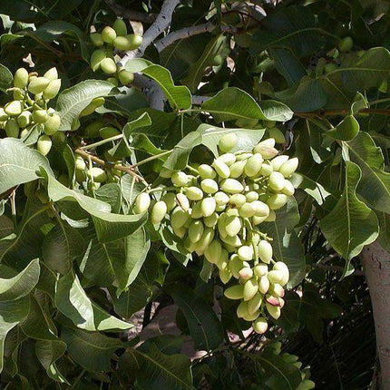 5 Pistachio Tree Seeds - Seed World