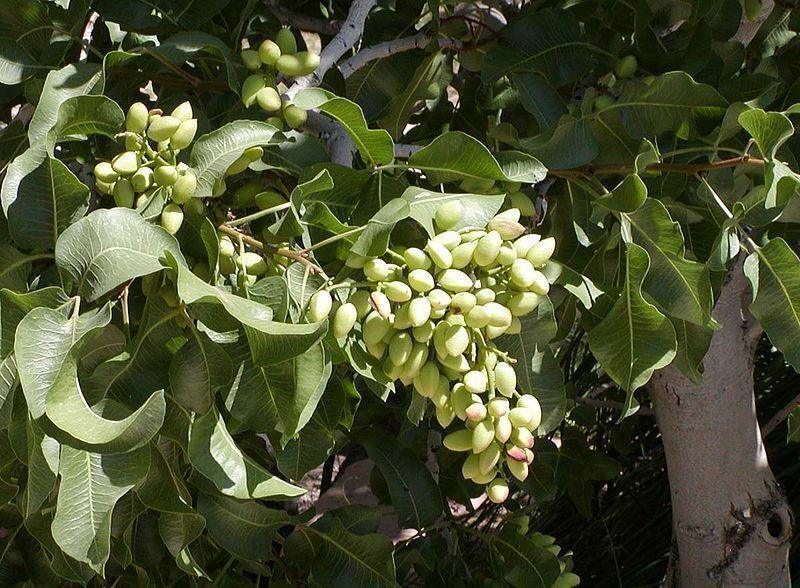 5 Pistachio Tree Seeds - Seed World