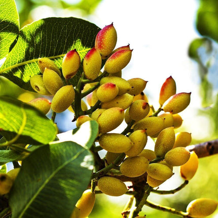 5 Pistachio Tree Seeds - Seed World