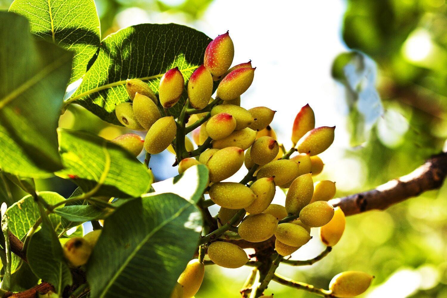 5 Pistachio Tree Seeds - Seed World