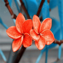 5 Plumeria Frangipani Hawaiian Lei Flower Seeds - Seed World
