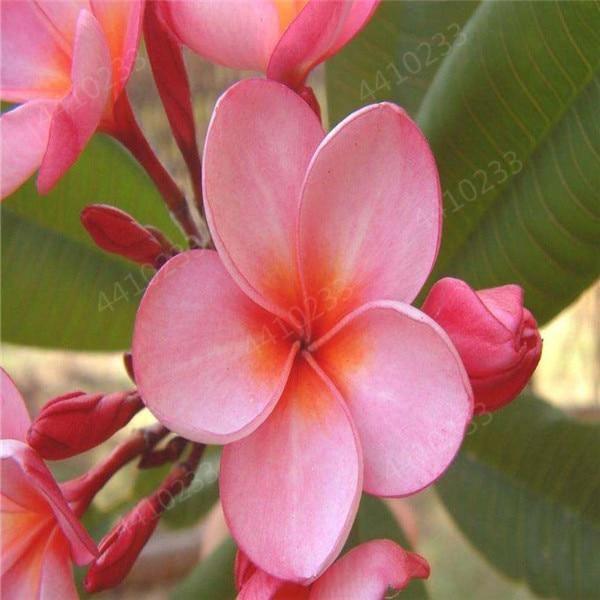 5 Plumeria Frangipani Hawaiian Lei Flower Seeds - Seed World
