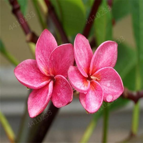 5 Plumeria Frangipani Hawaiian Lei Flower Seeds - Seed World