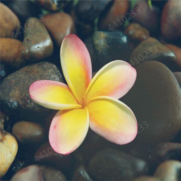 5 Plumeria Frangipani Hawaiian Lei Flower Seeds - Seed World