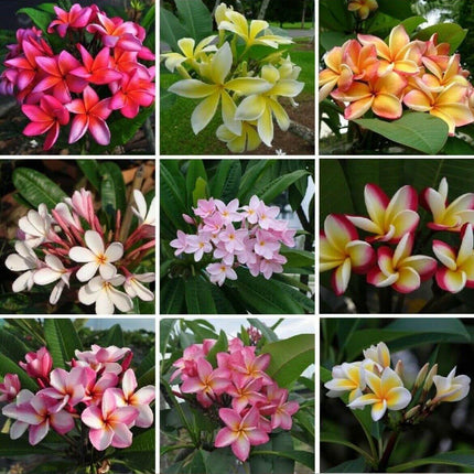 5 Plumeria Frangipani Hawaiian Lei Flower Seeds - Seed World
