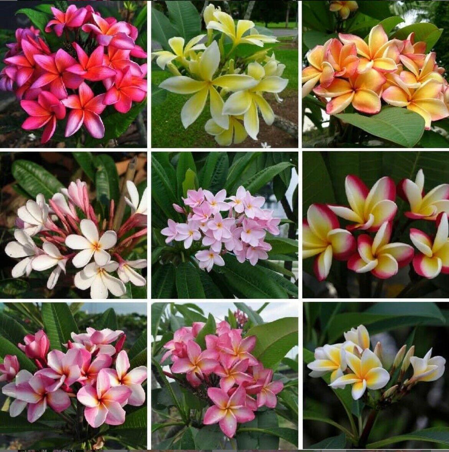 Plumeria Frangipani Seeds  Hawaiian Lei Flower | Exotic Tropical Blooms   Seed World