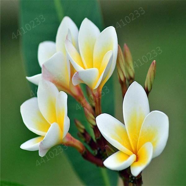 5 Plumeria Frangipani Hawaiian Lei Flower Seeds - Seed World