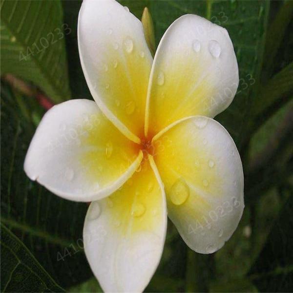 5 Plumeria Frangipani Hawaiian Lei Flower Seeds - Seed World