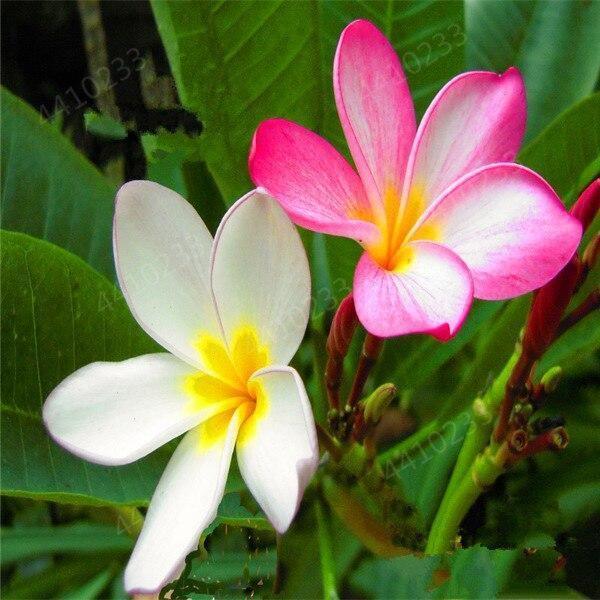 5 Plumeria Frangipani Hawaiian Lei Flower Seeds - Seed World