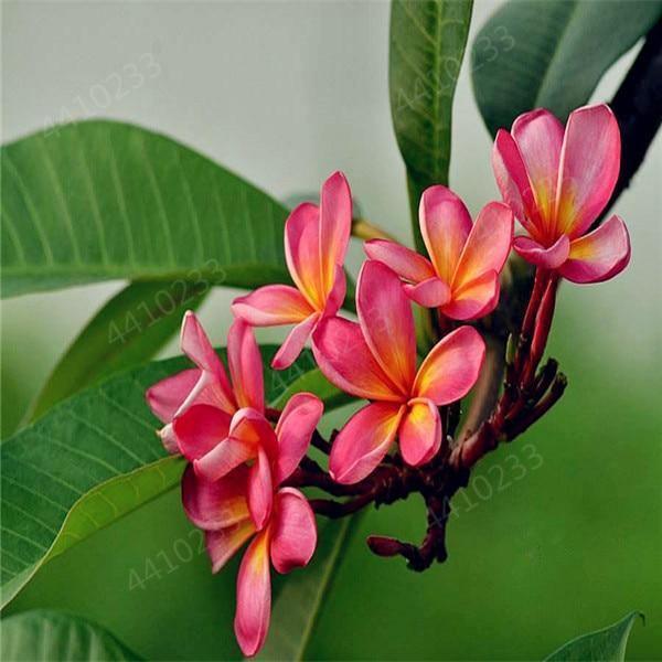 5 Plumeria Frangipani Hawaiian Lei Flower Seeds - Seed World
