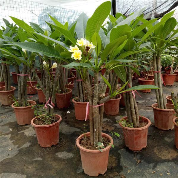 5 Plumeria Frangipani Hawaiian Lei Flower Seeds - Seed World