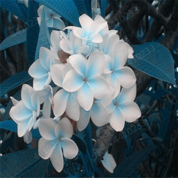 5 Plumeria Frangipani Hawaiian Lei Flower Seeds - Seed World