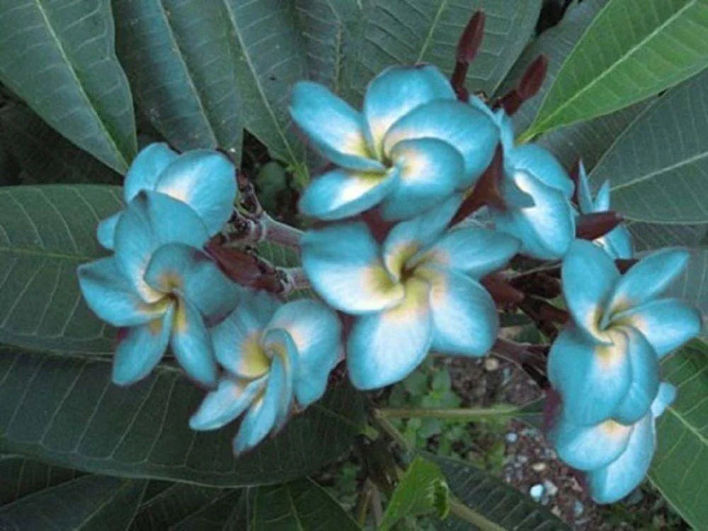 5 Plumeria Frangipani Hawaiian Lei Flower Seeds - Seed World