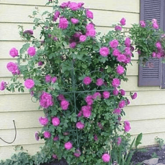 5 Purple Climbing Rose Seeds - Seed World