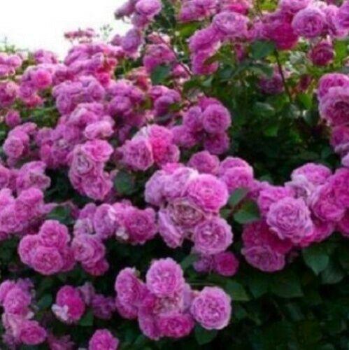 5 Purple Climbing Rose Seeds - Seed World