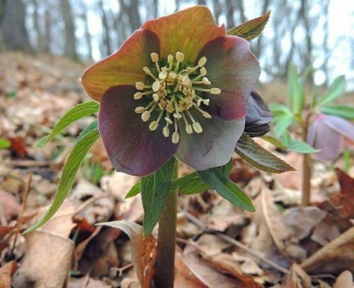 5 Purple Hellebore Seeds - Seed World