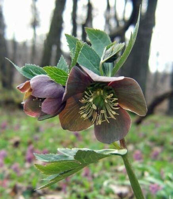 5 Purple Hellebore Seeds - Seed World