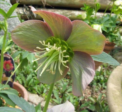 5 Purple Hellebore Seeds - Seed World