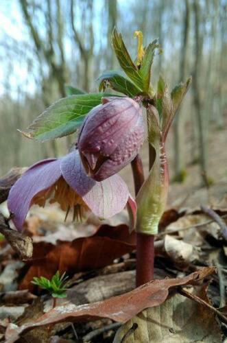 5 Purple Hellebore Seeds - Seed World