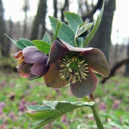 5 Purple Hellebore Seeds - Seed World