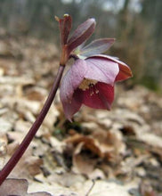 5 Purple Hellebore Seeds - Seed World