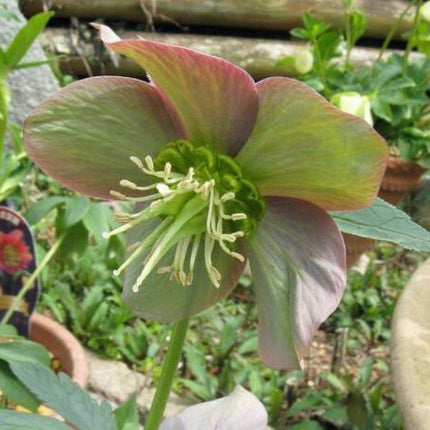 5 Purple Hellebore Seeds - Seed World