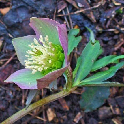5 Purple Hellebore Seeds - Seed World