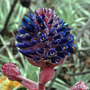5 Rare Coastal Purple Puya Seeds - Seed World