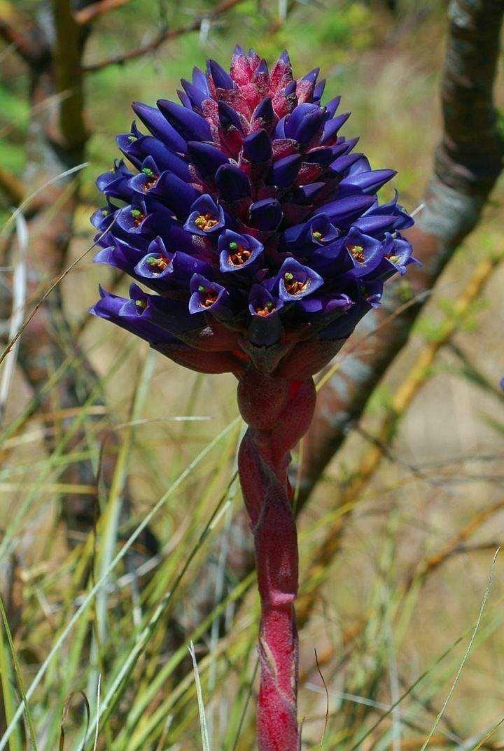 5 Rare Coastal Purple Puya Seeds - Seed World