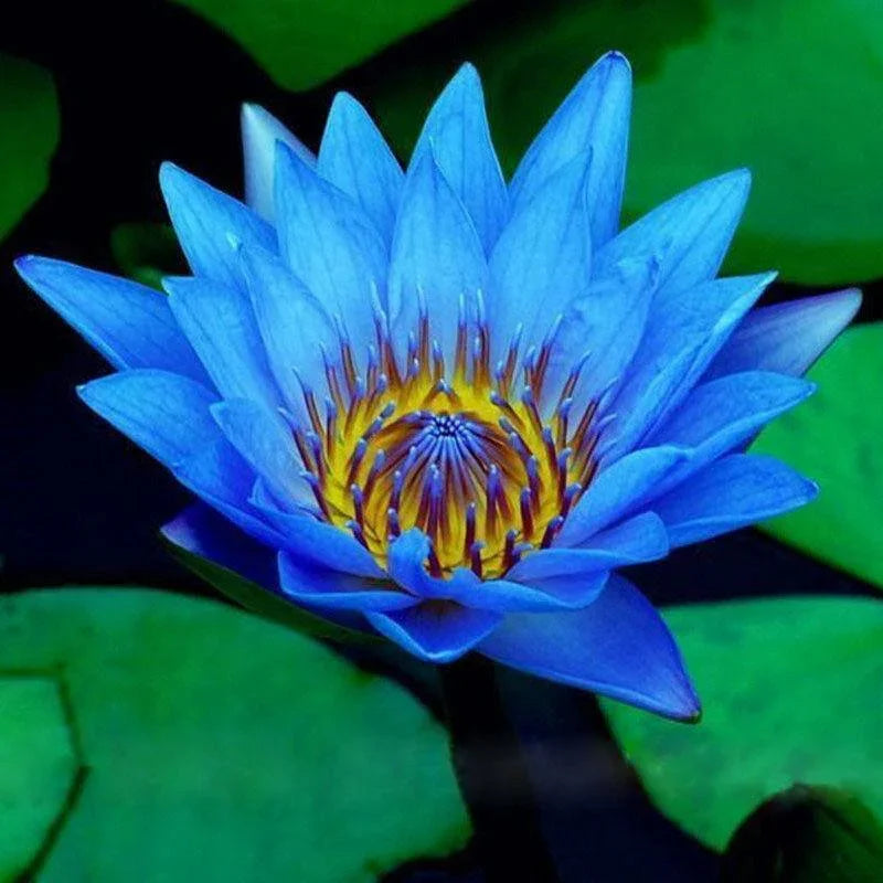 lotus flower from seed 5 Rare Lotus Flower Seeds – Exotic Aquatic Blooms – Seed World