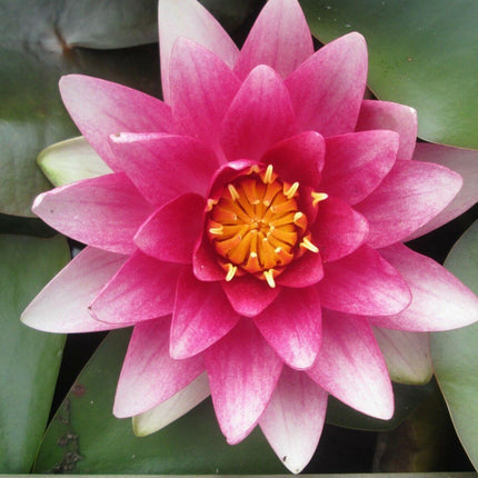 5 Rare Lotus Flower Seeds – Exotic Aquatic Blooms - Seed World
