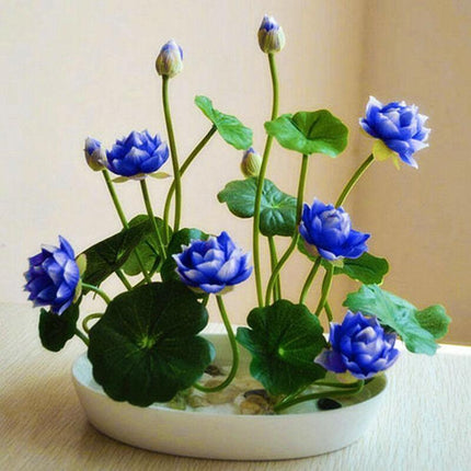5 Rare Lotus Flower Seeds – Exotic Aquatic Blooms - Seed World