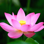 Bright Pink