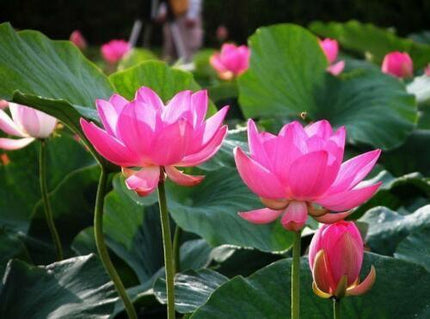 5 Rare Lotus Flower Seeds – Exotic Aquatic Blooms - Seed World