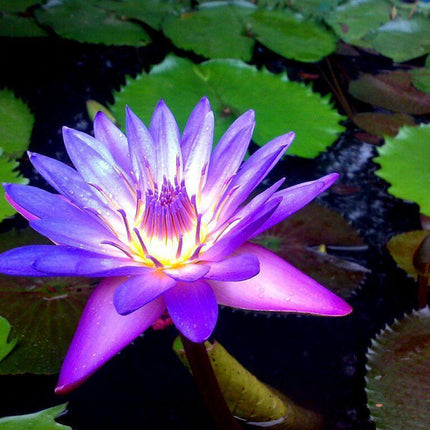 5 Rare Lotus Flower Seeds – Exotic Aquatic Blooms - Seed World
