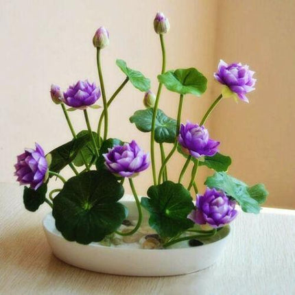 5 Rare Lotus Flower Seeds – Exotic Aquatic Blooms - Seed World