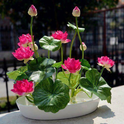 5 Rare Lotus Flower Seeds – Exotic Aquatic Blooms - Seed World