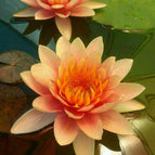 Orange Yellow